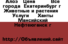 Алоэ › Цена ­ 150 - Все города, Екатеринбург г. Животные и растения » Услуги   . Ханты-Мансийский,Нефтеюганск г.